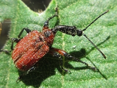 Apoderus jekelii