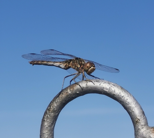 Vagrant Darter
