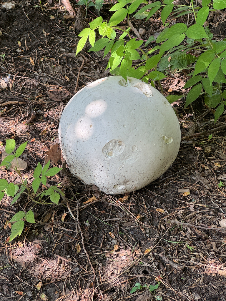 giant puffball · August 2026 · photo: Photo: no rights reserved · iNaturalist