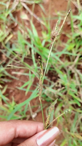 Hackelochloa granularis observed 2026-08-15