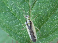 Dryophilocoris kerzhneri