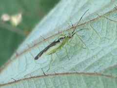 Dryophilocoris kerzhneri