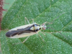 Dryophilocoris kerzhneri
