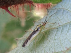 Dryophilocoris kerzhneri