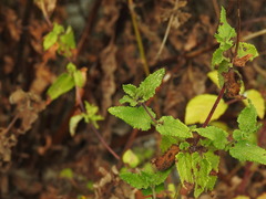 Scrophularia scorodonia, photograph (c) Duarte Frade, some rights reserved (CC BY)