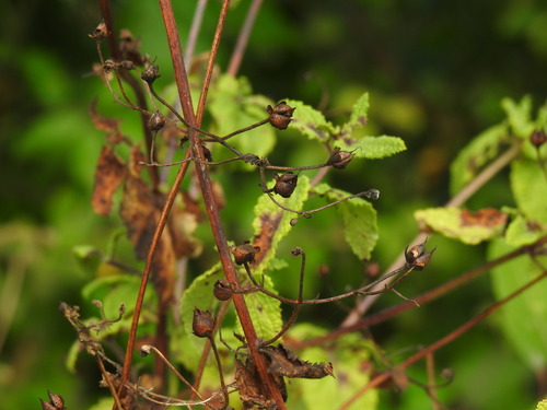 Scrophularia scorodonia, photograph 3