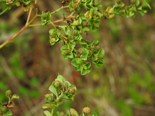 Euphorbia hirsuta, photograph 4