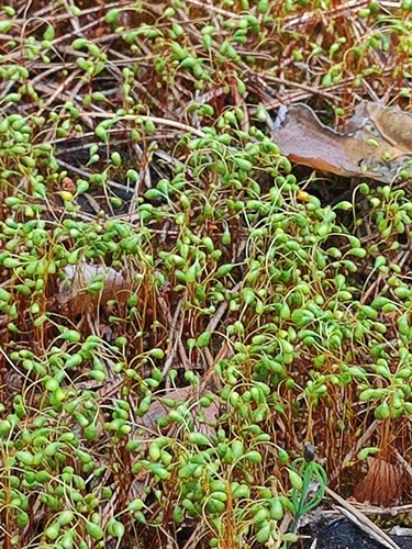 Pohlia nutans observed 2026-06-12