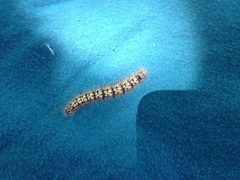 Malacosoma californica