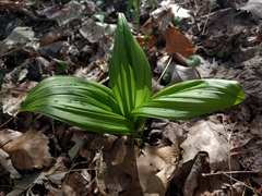 Veratrum viride