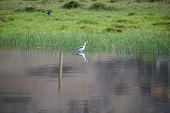 Himantopus mexicanus