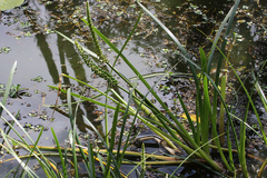 Cycnogeton microtuberosum