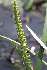 Cycnogeton microtuberosum