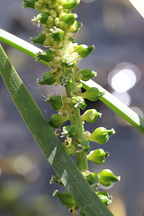 Cycnogeton microtuberosum