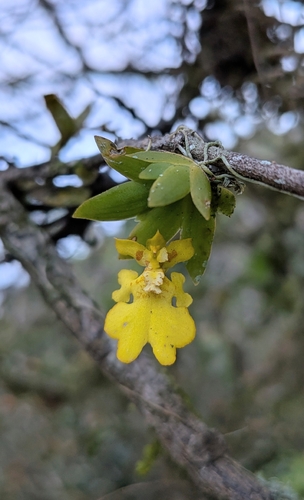 Erycina pusilla