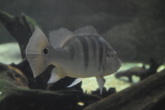 Azul Peacock Bass photo 3