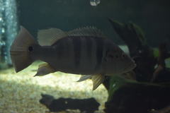 Azul Peacock Bass photo 4