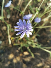 Cichorium endivia
