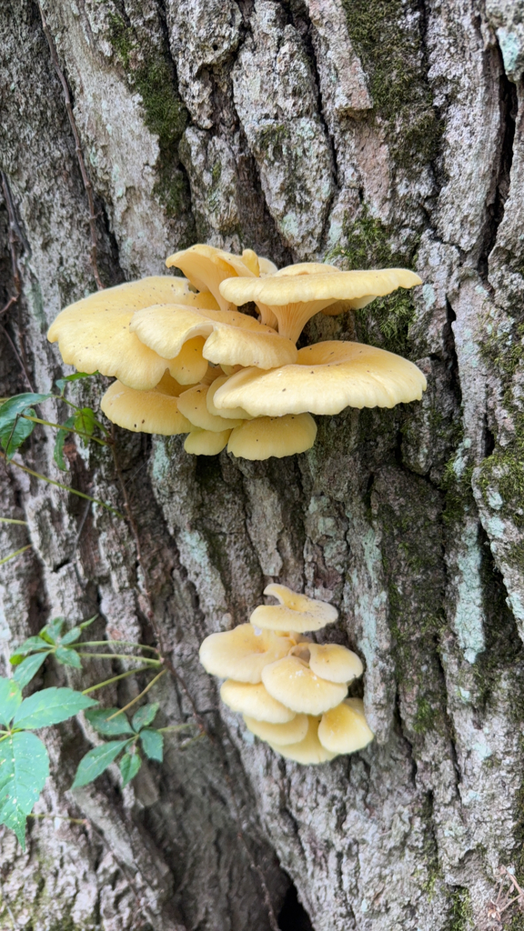 Golden Oyster Mushroom · August 2026 · photo: Photo: (c) Sergei Maslov, some rights reserved (CC BY-SA) · iNaturalist