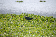 Gallinula galeata