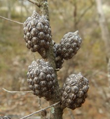 Allocasuarina muelleriana