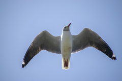 Chroicocephalus cirrocephalus