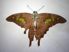 Graphium empedovana