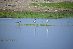 Himantopus mexicanus