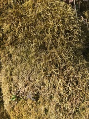 Brachythecium laetum