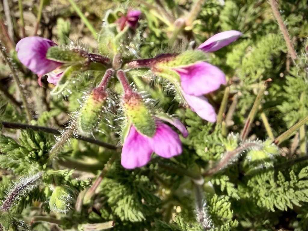 Pelargonium hirtum; photograph (c) Deon van Eeden, some rights reserved (CC BY-SA)