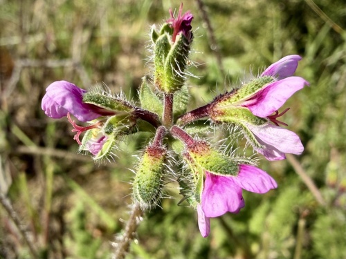 Pelargonium hirtum, photograph 2