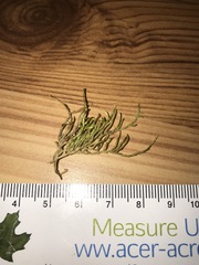 Brachythecium laetum