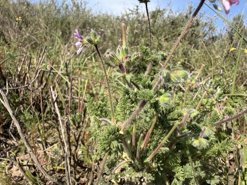Pelargonium hirtum, photograph 3