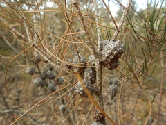 Allocasuarina muelleriana