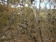 Allocasuarina muelleriana