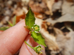 Euphorbia mercurialina