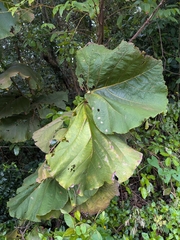 Coccoloba pubescens, photograph (c) Guillaume Delaitre, some rights reserved (CC BY)