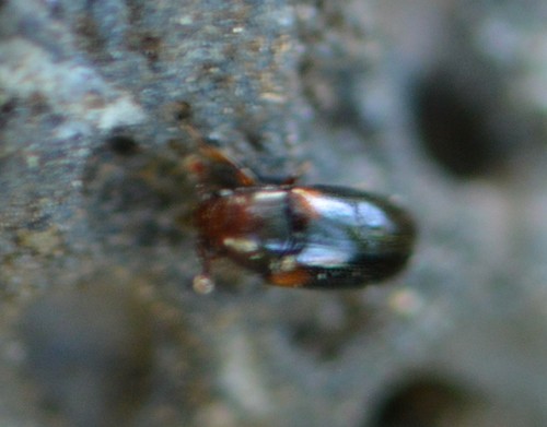 Dacne californica photo 5