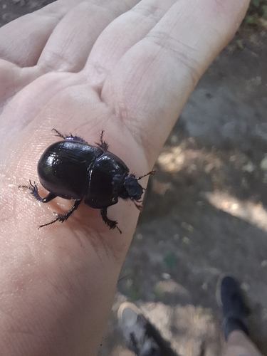 Woodland Dor Beetle