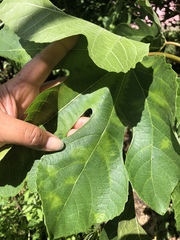 Fig mosaic emaravirus