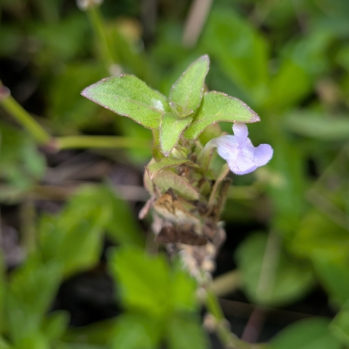 Ruellia blechum