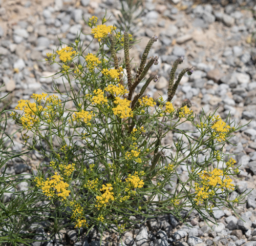 Sartwellia flaveriae