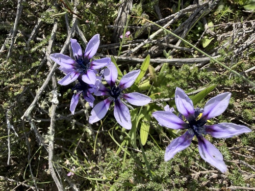 Babiana melanops