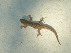 Mediodactylus kotschyi