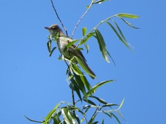 Acrocephalus orientalis