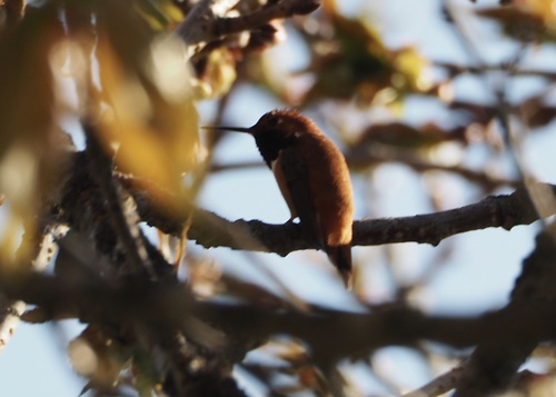 Rufous Hummingbird photographed in Idaho