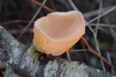 Aleurodiscus vitellinus