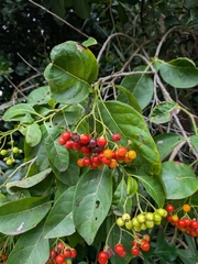 Bourreria succulenta