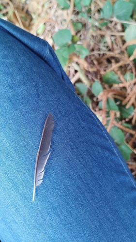 Plume de Rougegorge familier