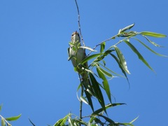 Acrocephalus orientalis